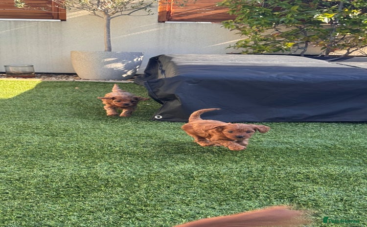 Cavapoo dogs - Advert 3