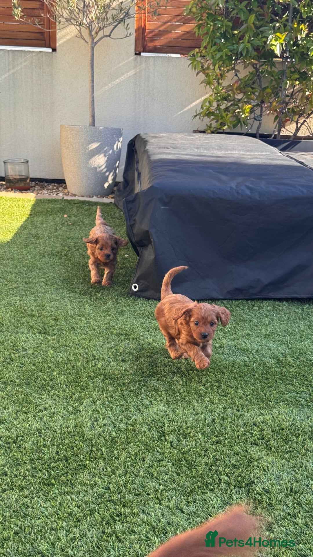 Cavapoo dogs for sale: F1 Cavapoo Puppies – Ready from 19th October - Image 1