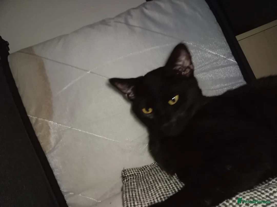 Mixed Breed cats for sale: Tabby Female & A Black & a Black & white Male - Advert 3