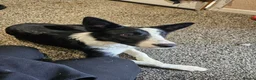 Border Collie dogs for sale: Female border collie pup in Dunfermline - Advert 1