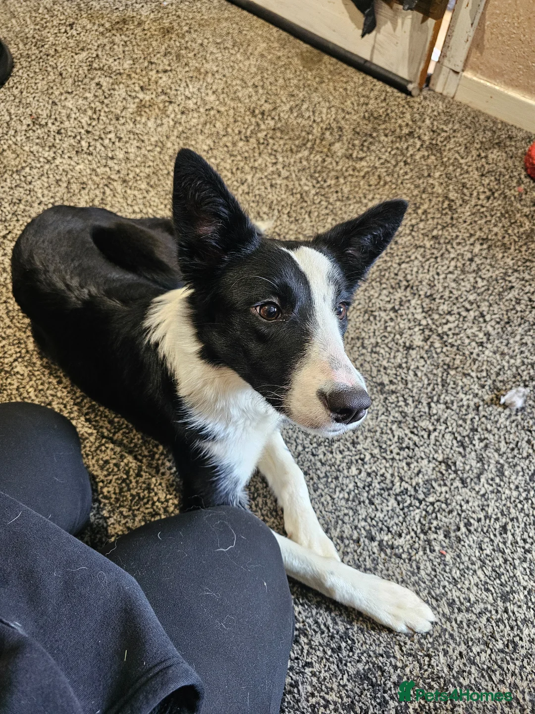 Border Collie dogs for sale: Female border collie pup in Dunfermline - Advert 1