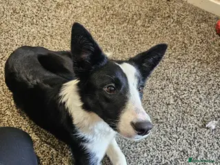 Border Collie dogs Female border collie pup - Advert 6