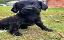 Sprocker dogs for sale: Working Sprocker puppies *3 girls left* - Image 13