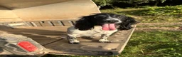 Cocker Spaniel dogs for sale: Health tested working cocker spaniels  - Advert 16