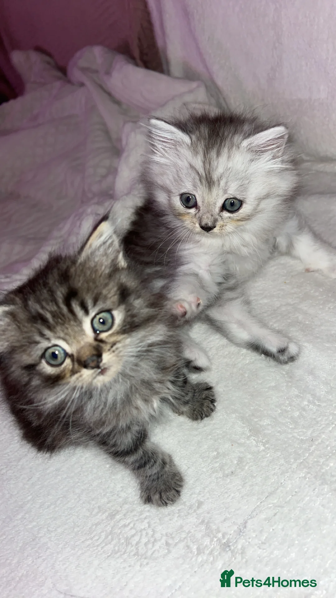 British Longhair cats for sale: British long hair kittens  - Advert 5