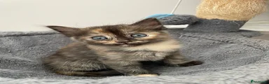Ragdoll 1