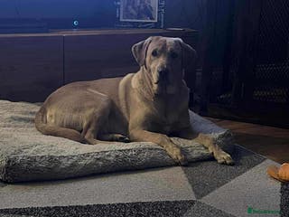 Labrador Retriever dogs Male Labrador - Advert 4