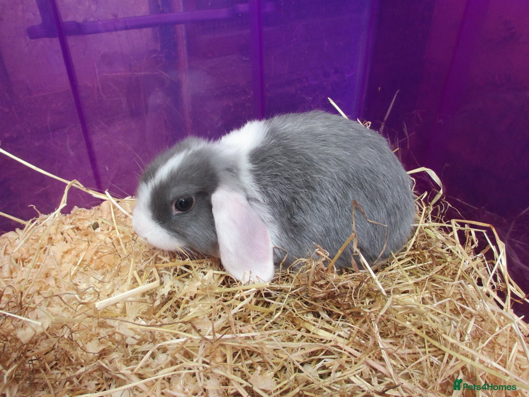 Mini Lop rabbits for sale: Baby Mini Lops - Image 6