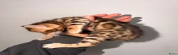 Bengal cats for sale: Stunning bengals for sell, 3 Males, 1 Female - Advert 8