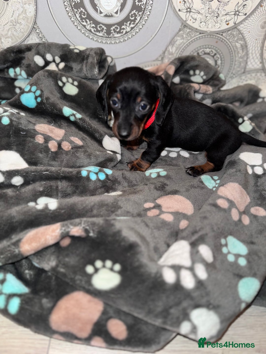Dachshund dogs for sale: Dachshund Puppies  - Advert 9