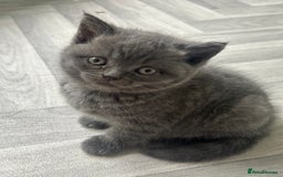 British Shorthair cats for sale: Pure British Shorthair kittens available  - Image 1