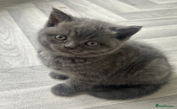 British Shorthair cats - Advert 1