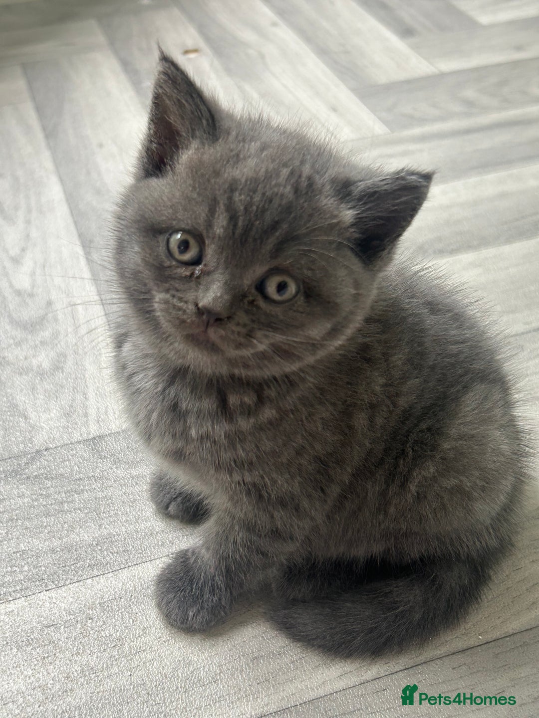 British Shorthair cats for sale: Pure British Shorthair kittens available  - Image 1