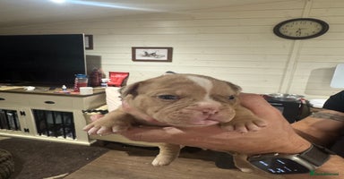 Olde English Bulldogge dogs - Advert 9