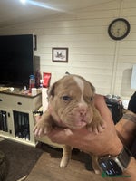 Olde English Bulldogge dogs - Advert 2