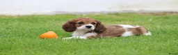 Cavapoo dogs for sale: Beautiful Cavapoo puppies for sale - Advert 15