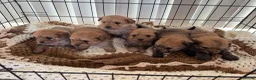 Pomapoo dogs for sale: Pomapoo puppies  - Advert 5