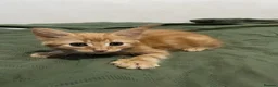 Mixed Breed cats for sale: 2 lovely raw fed kittens ready for a home in Doncaster - Advert 7