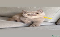 British Shorthair cats for sale: Beautiful BSH  - Image 8