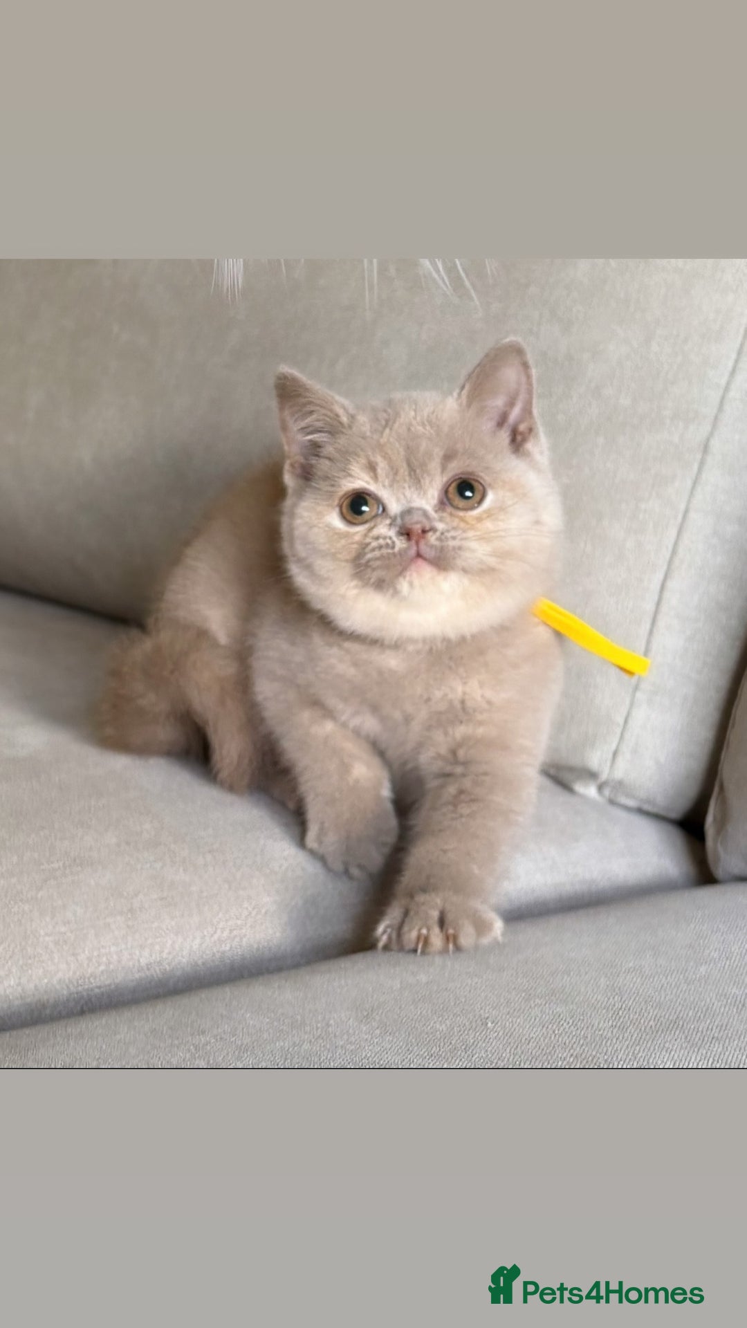 British Shorthair cats for sale: Beautiful BSH  - Image 8