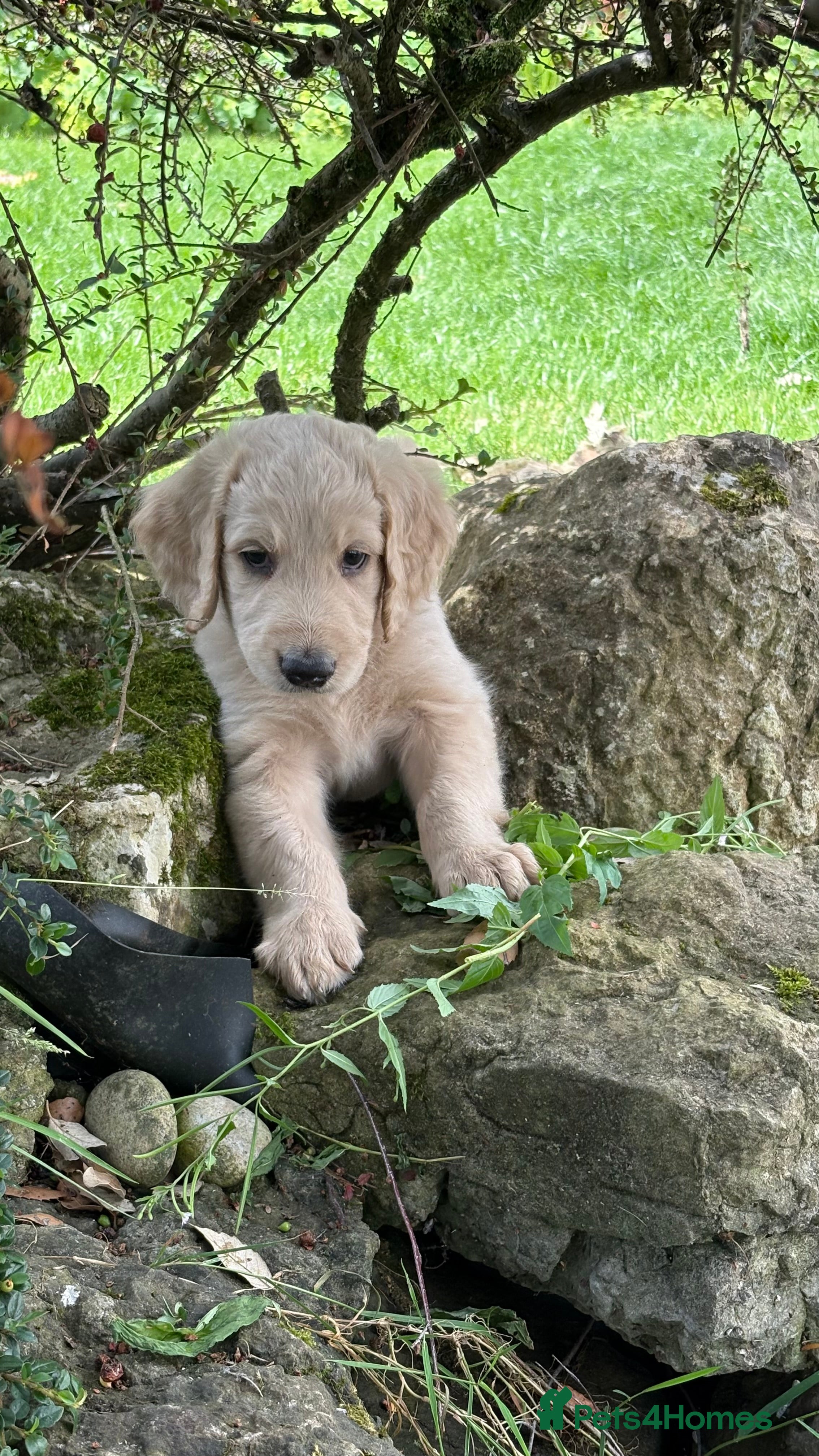 Goldendoodle dogs Golden doodle puppies from a loving home - Advert 2