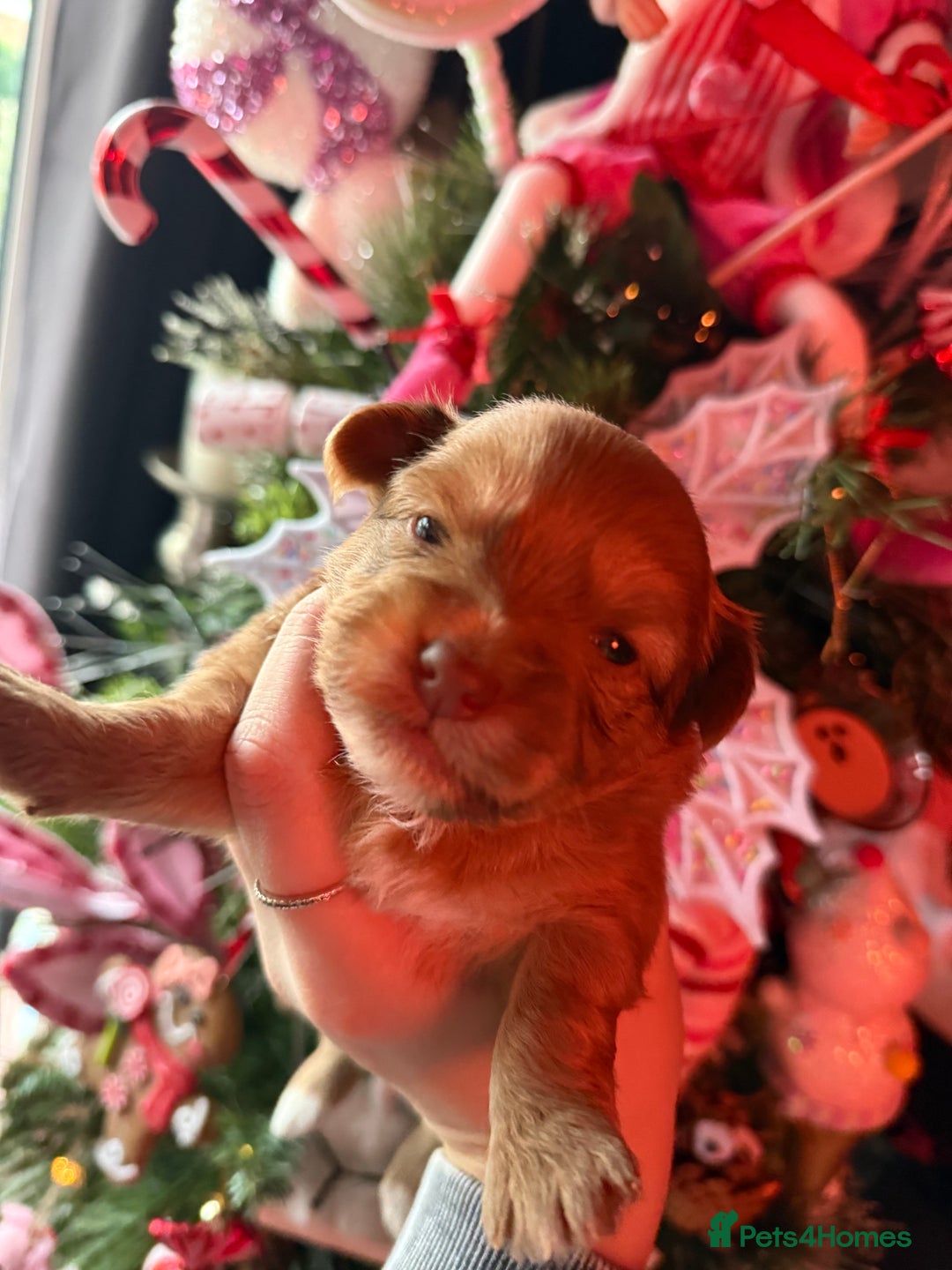 Mixed Breed dogs for sale: Beautiful pups for sale!  - Advert 6