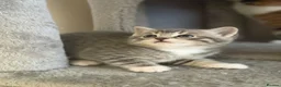 Mixed Breed cats for sale: Kittens Looking for Their Forever Homes!  - Advert 9