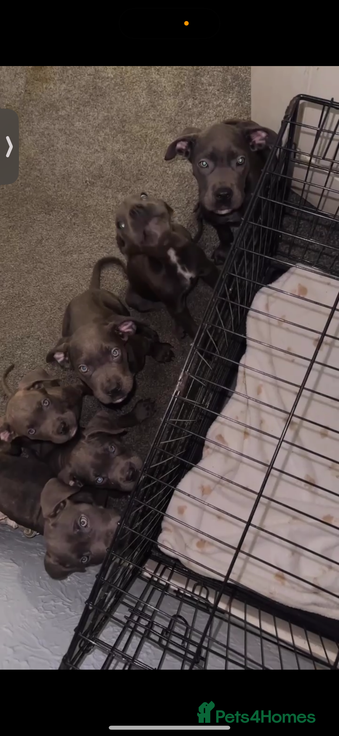 Cane Corso dogs for sale: Cane corso puppies - Advert 5