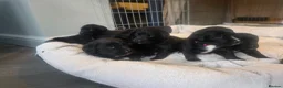 Mixed Breed dogs for sale: Labernese F1 Puppies - Advert 28
