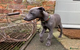 Whippet dogs for stud: BLUE PEDIGREE KC REGISTERED WHIPPET AT STUD in Salisbury - Image 6