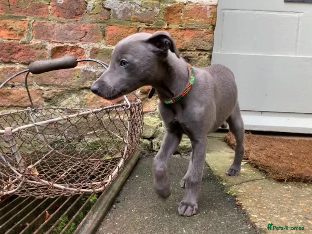Whippet dogs for stud: BLUE PEDIGREE KC REGISTERED WHIPPET AT STUD in Salisbury - Advert 7