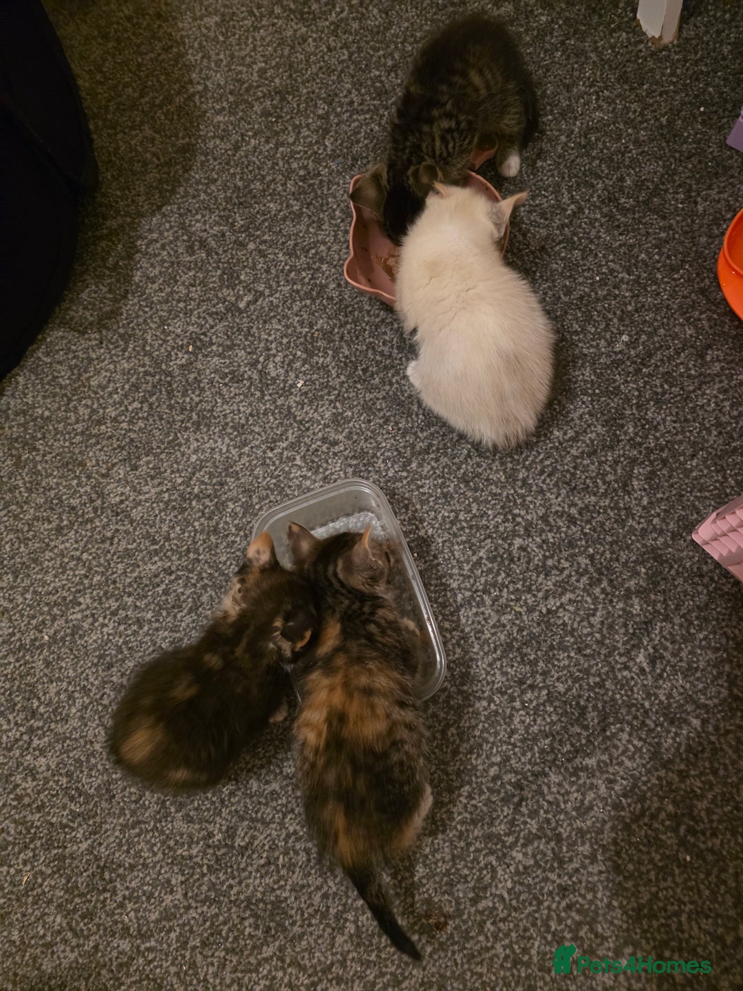 Mixed Breed cats for sale: Adorable female sphynx x DSH kittens - Advert 7