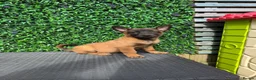 Belgian Shepherd Dog dogs for sale: Lovely well natured girl  - Advert 5