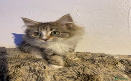 Maine Coon cats for sale: Maine coon kittens - Image 18