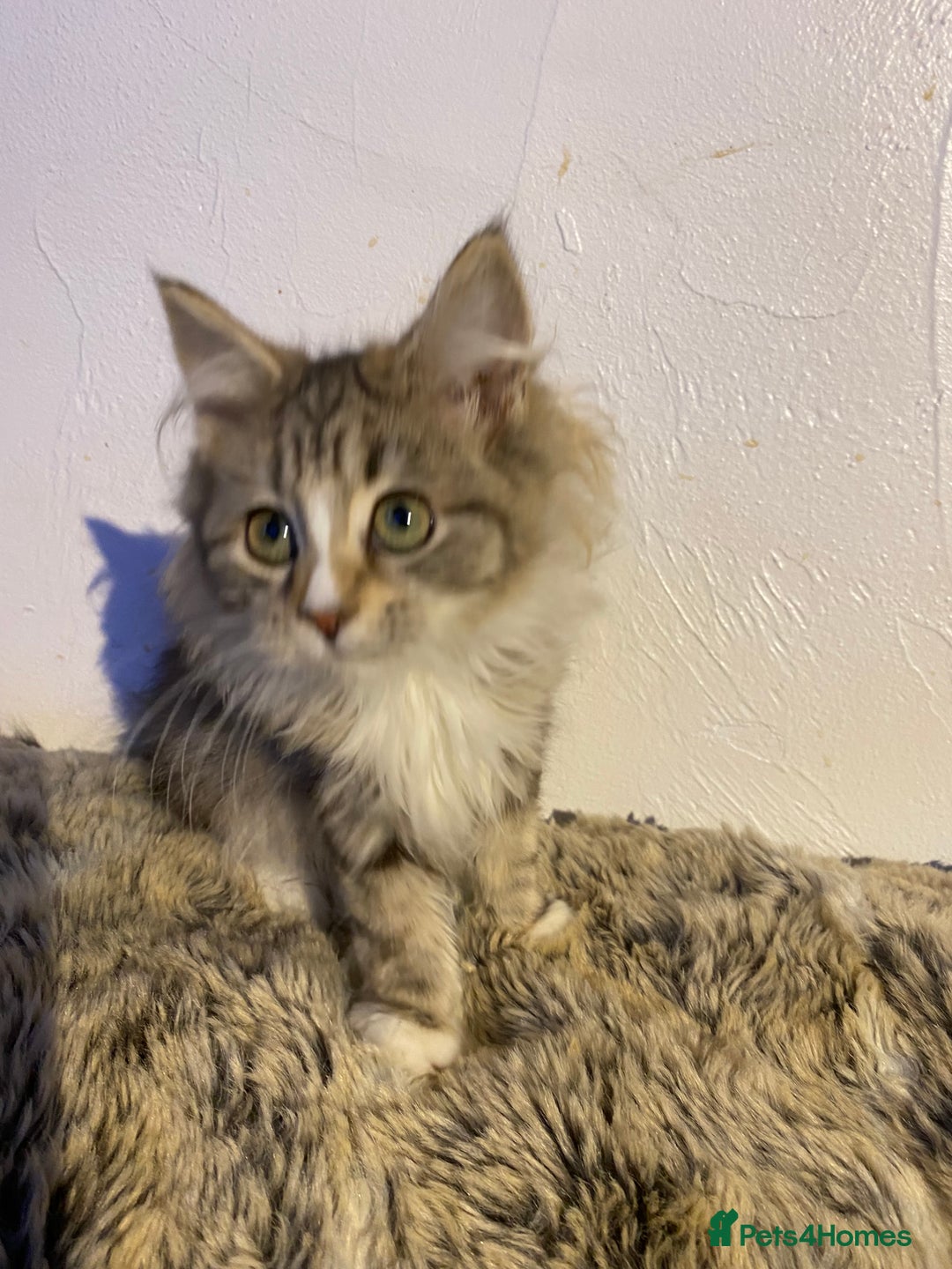 Maine Coon cats for sale: Maine coon kittens - Image 18