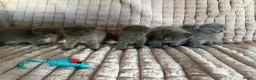 Scottish Fold cats for sale: 3 boys 2 girls  in Spalding - Advert 1