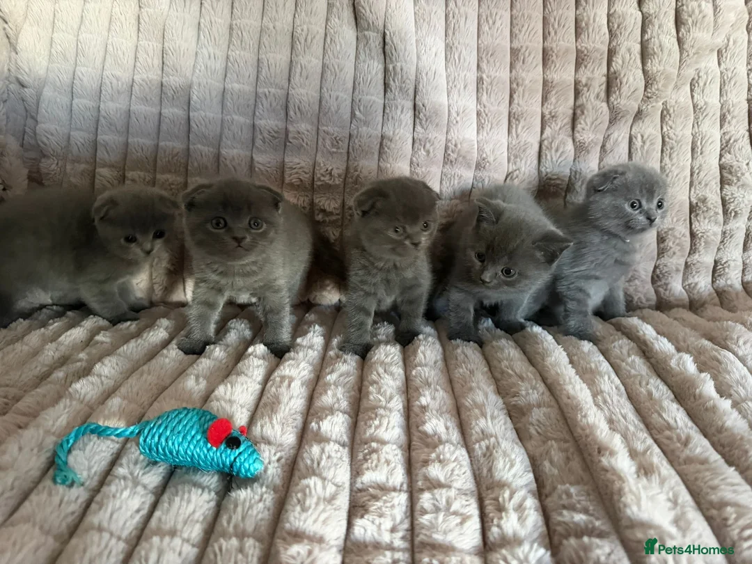 Scottish Fold cats for sale: 3 boys 2 girls  in Spalding - Advert 1
