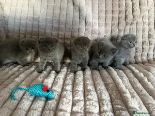 Scottish Fold cats 3 boys 2 girls - Advert 15