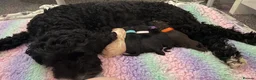 Cockapoo dogs for sale: Cockapoo Puppies  - Advert 2