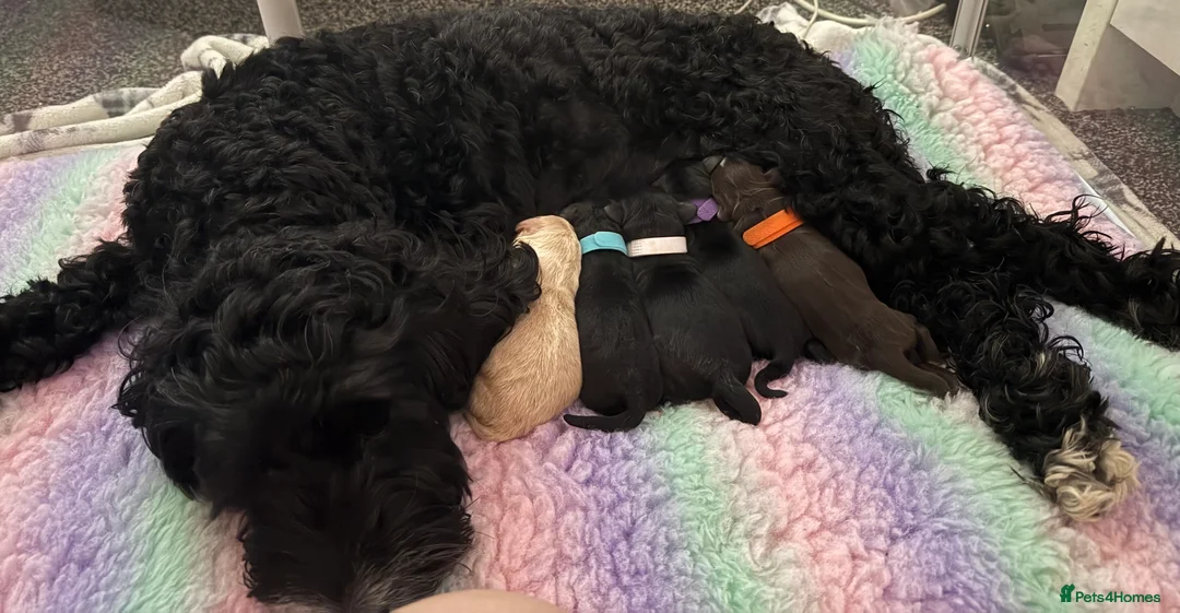 Cockapoo dogs for sale: Cockapoo Puppies  - Advert 2