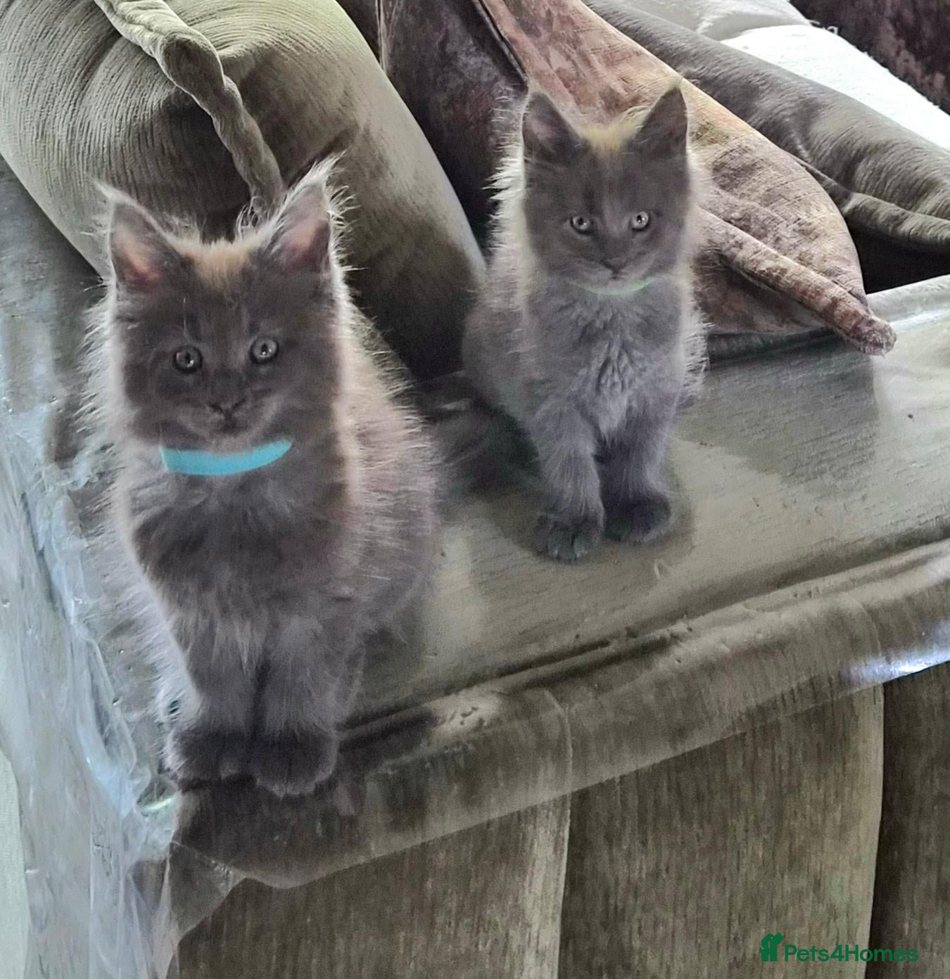 Maine Coon cats Maine coon pedigree kittens  - Advert 14