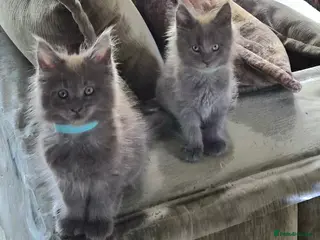 Maine Coon cats Maine coon pedigree kittens - Advert 14