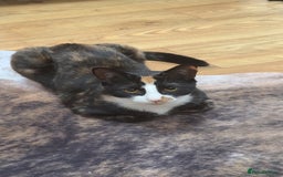 Mixed Breed cats for sale: 2 Spayed Female Cats, Free to a Loving Home  - Image 2
