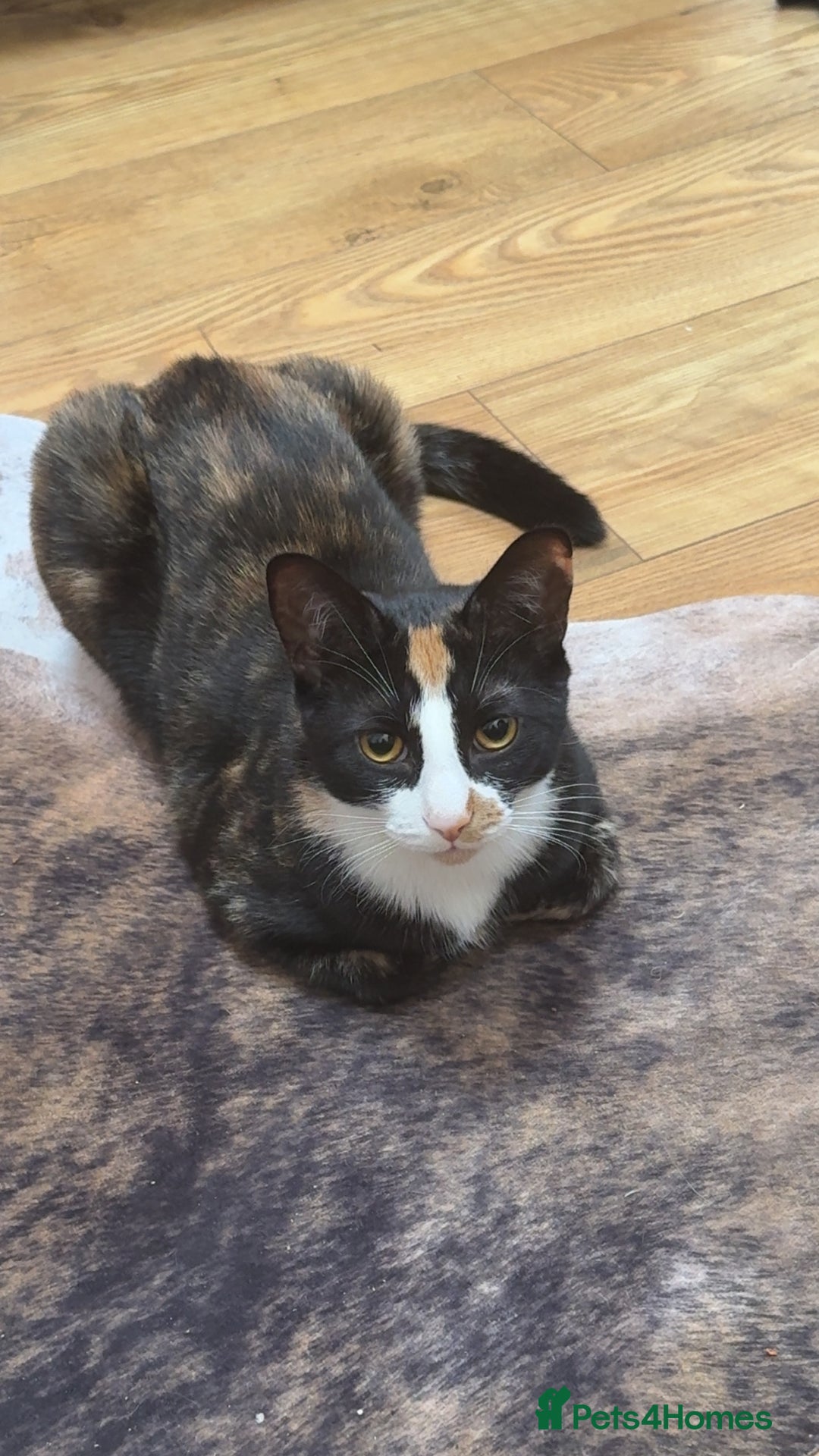 Mixed Breed cats for sale: 2 Spayed Female Cats, Free to a Loving Home  - Image 2
