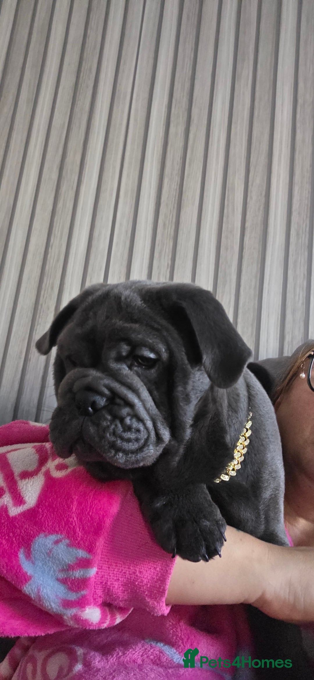 Mixed Breed dogs for sale: English bulldog x pug - Advert 9