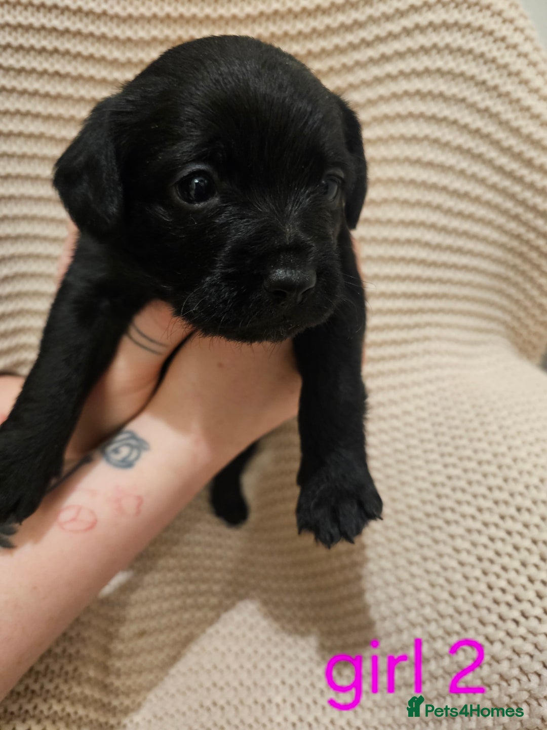 Mixed Breed dogs for sale: Froodle puppies  - Advert 20