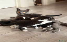 Mixed Breed cats for sale: Half British shorthair kittens  - Image 10