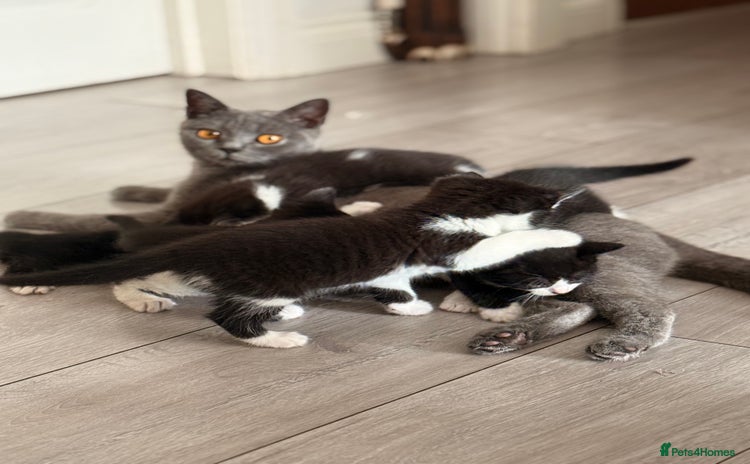 Mixed Breed cats - Advert 6