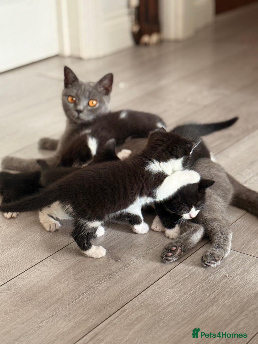 Mixed Breed cats for sale: Half British shorthair kittens  - Image 10