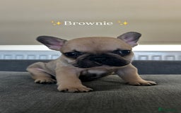 French Bulldog dogs for sale: FrenchAngels 👼🏼🐾 - Image 1